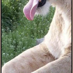ospala